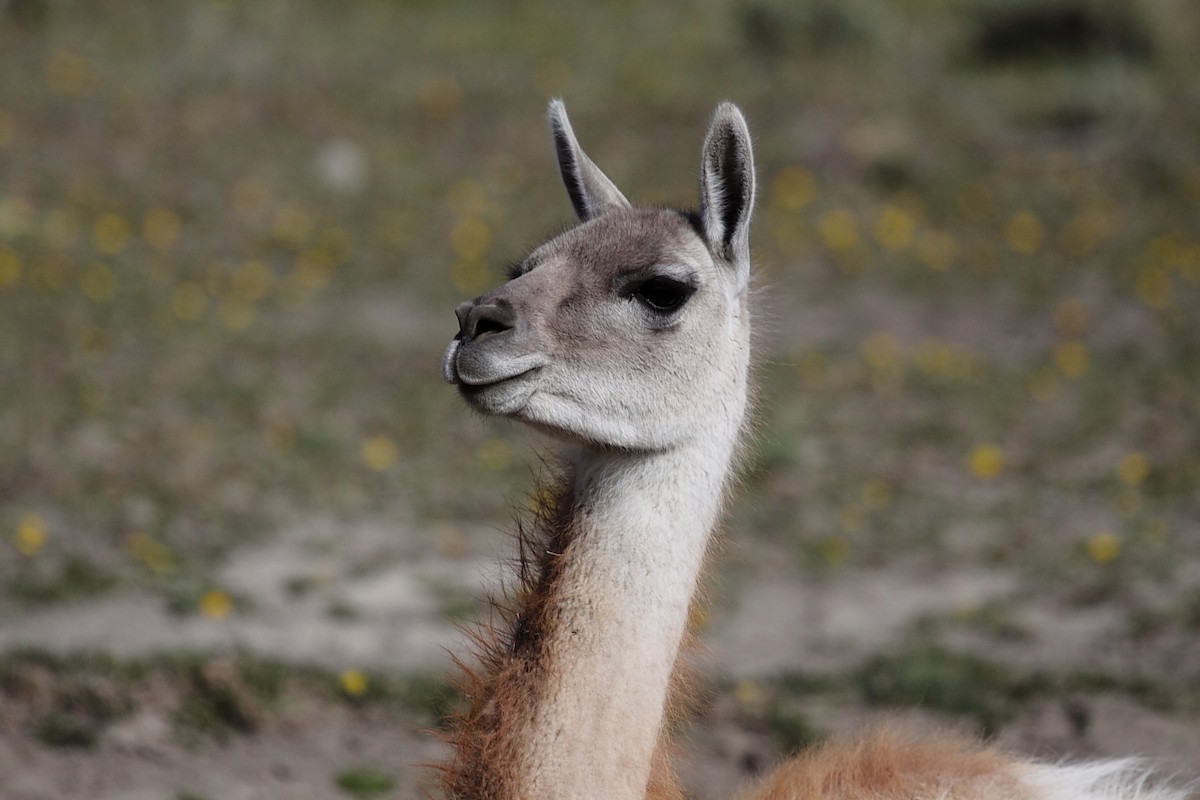 Guanaco - ML645990420