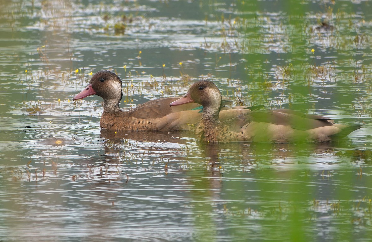 kachnička amazonská - ML645990421