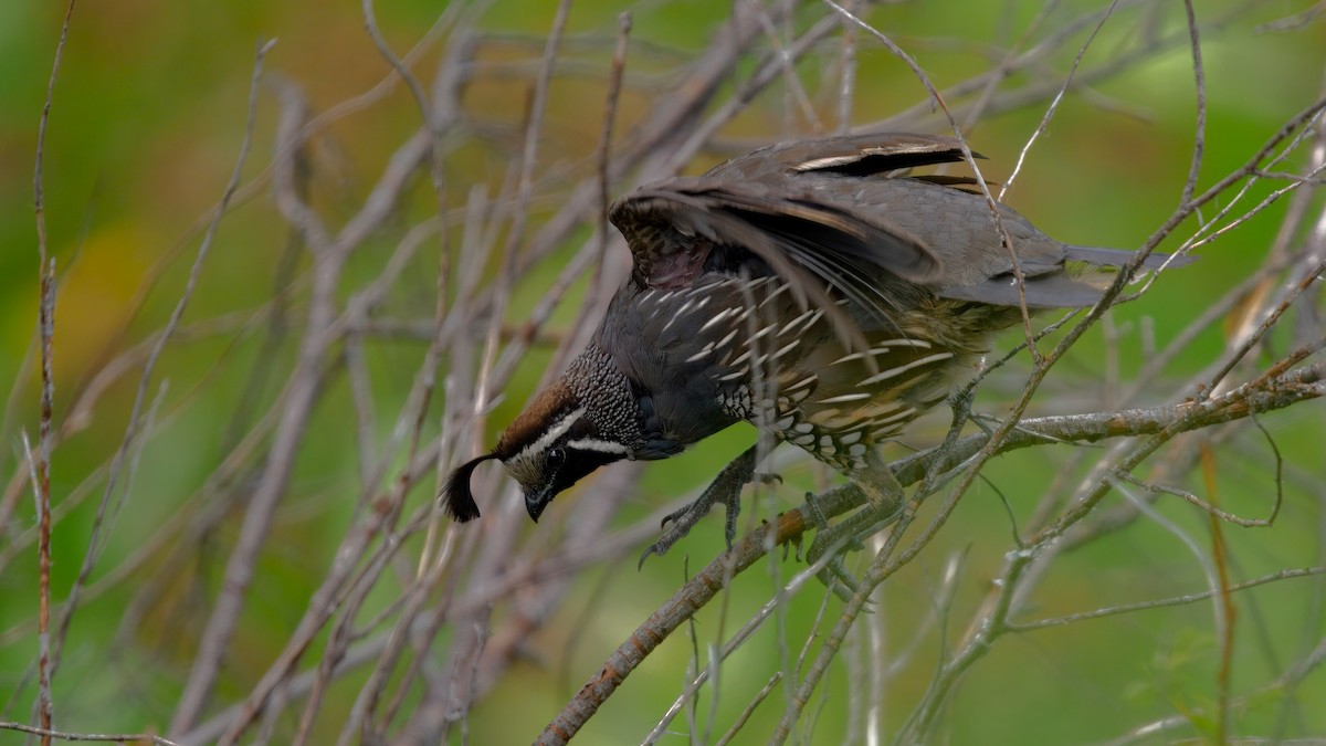 křepel kalifornský - ML645990422