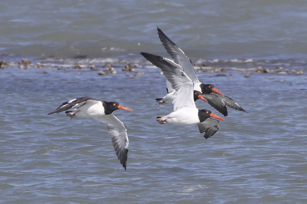 ústřičník americký - ML645990426