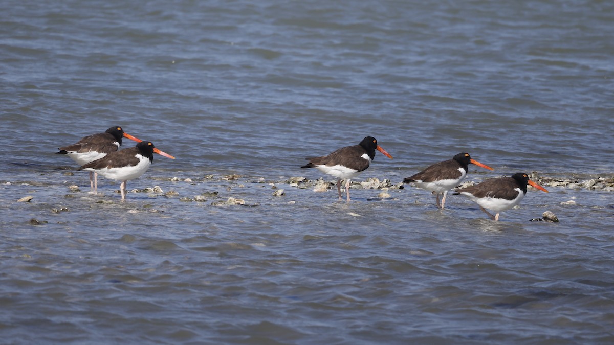 ústřičník americký - ML645990428