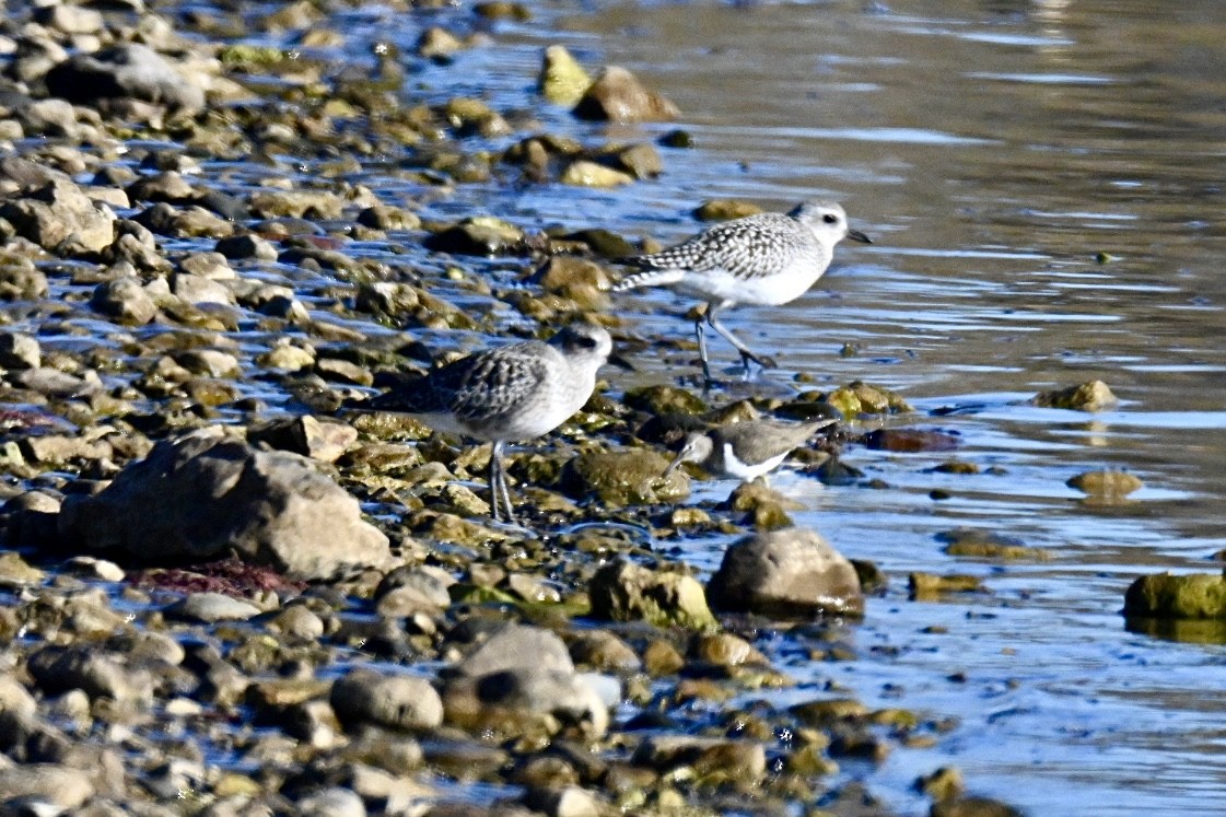 kulík bledý - ML645990430