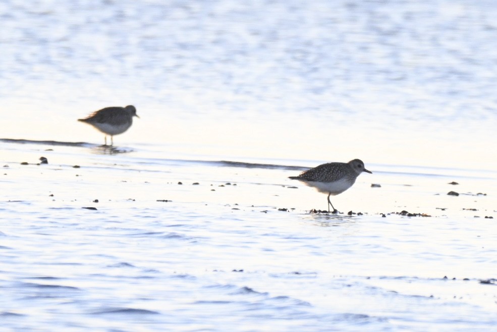 kulík bledý - ML645990431