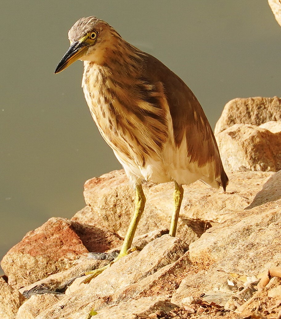 volavka hnědohřbetá - ML645990432