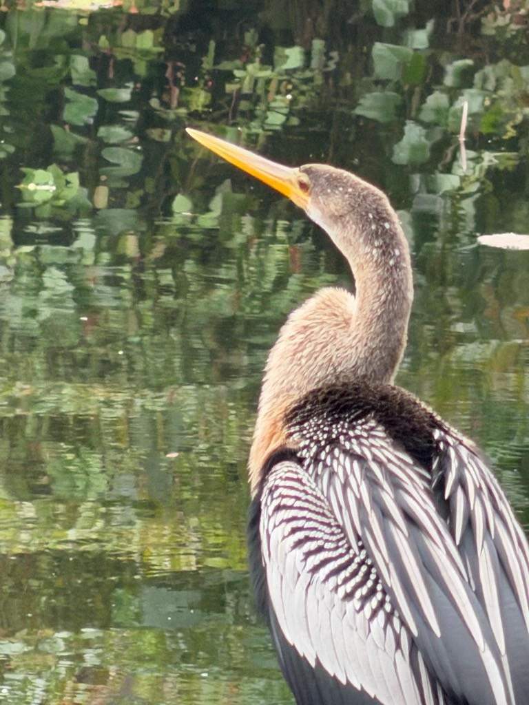 anhinga americká - ML645990437