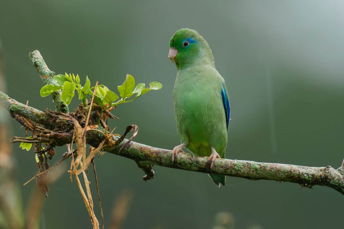 papoušíček brýlatý - ML645990438