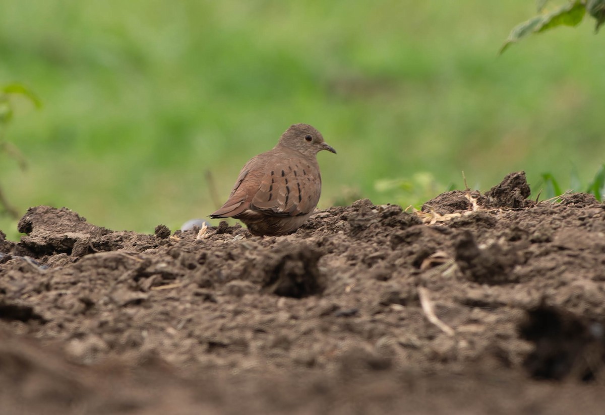 holoubek skořicový - ML645990439