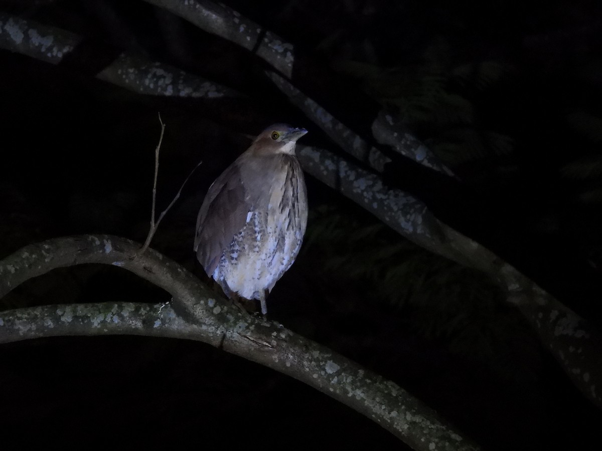 Wellenreiher - ML645990440