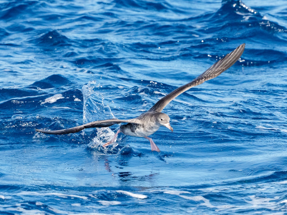 Pardela Patirrosa - ML645990445