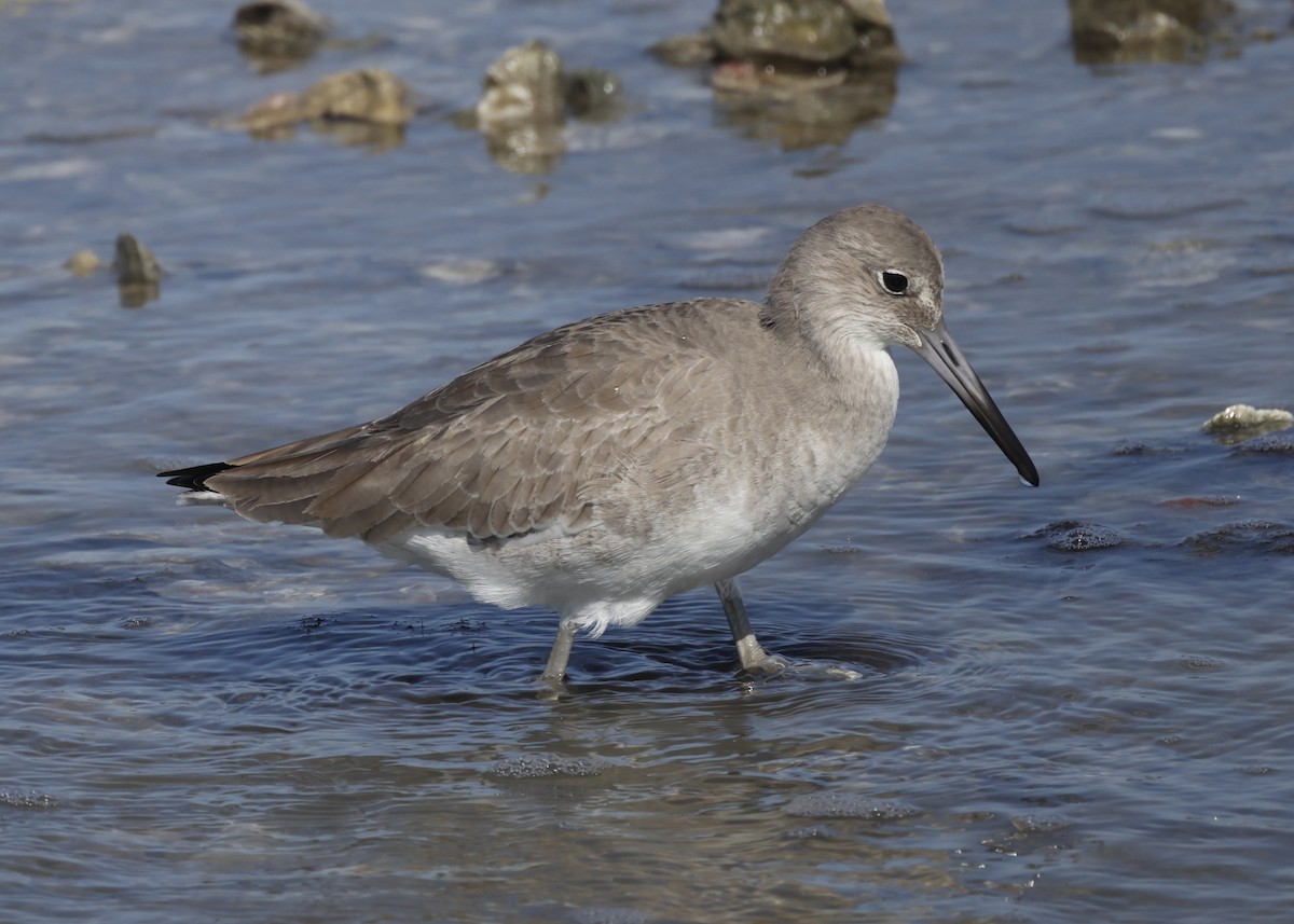 Willet - ML645990451
