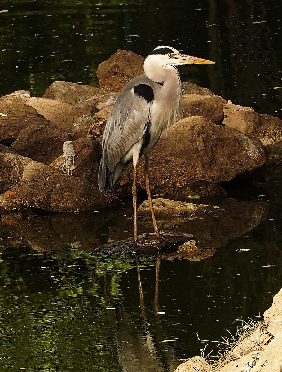 Gray Heron - ML645990454