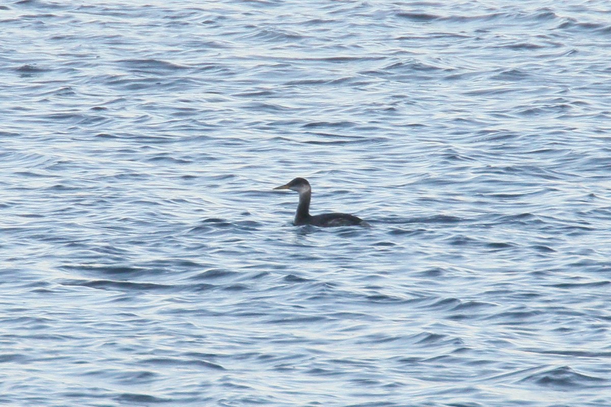 Red-necked Grebe - ML645990459