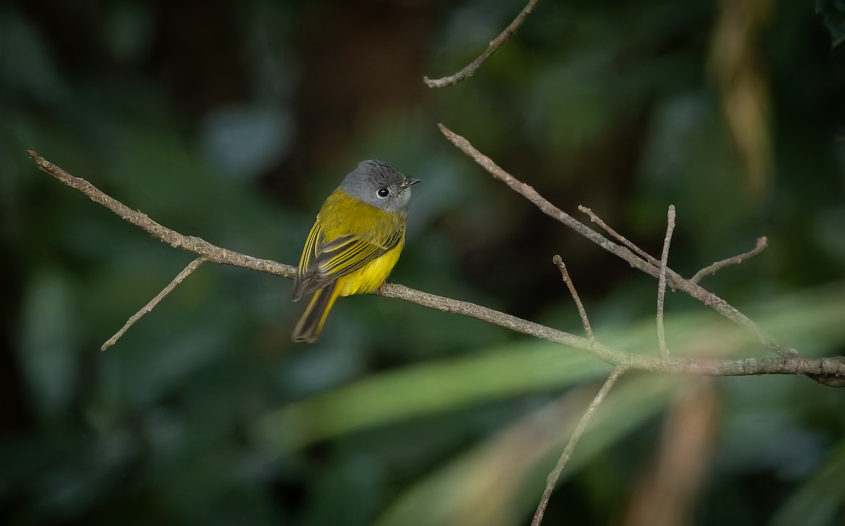 Gray-headed Canary-Flycatcher - ML645990460