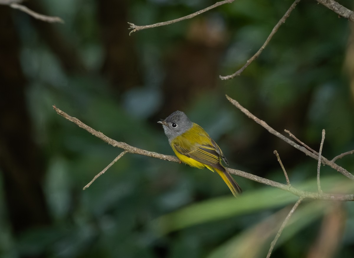 Gray-headed Canary-Flycatcher - ML645990461