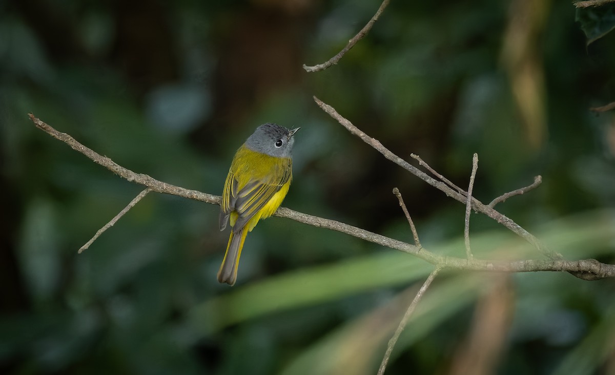 Gray-headed Canary-Flycatcher - ML645990462