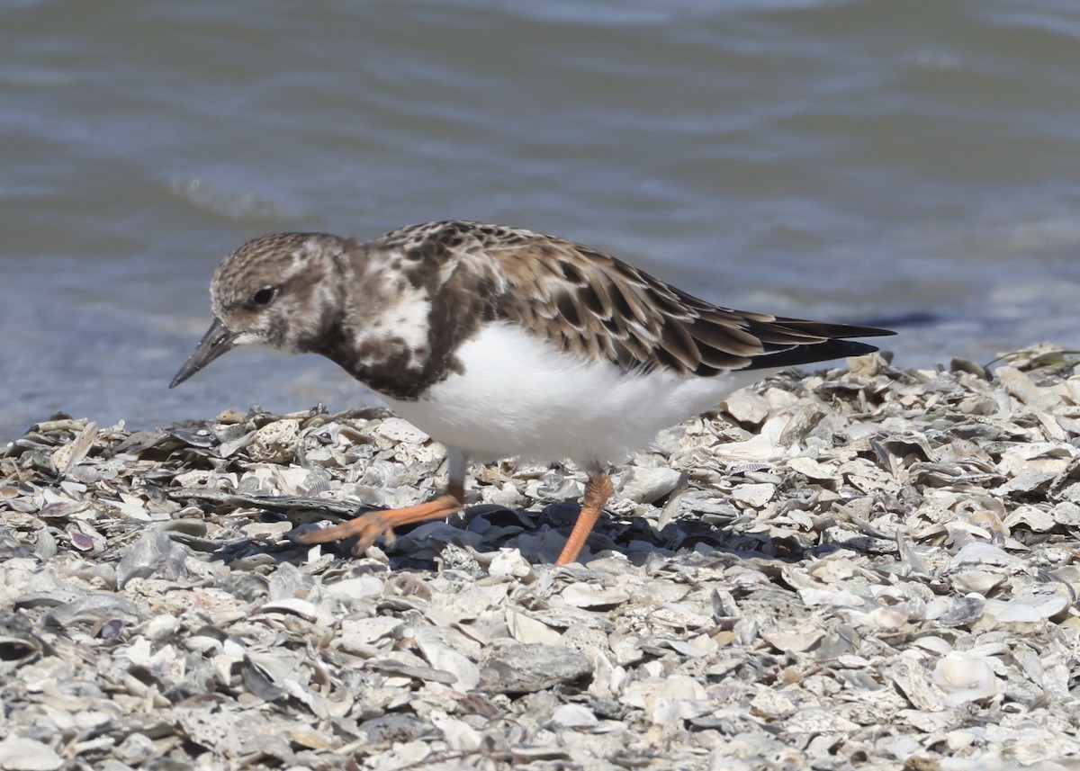 Ruddy Turnstone - ML645990464