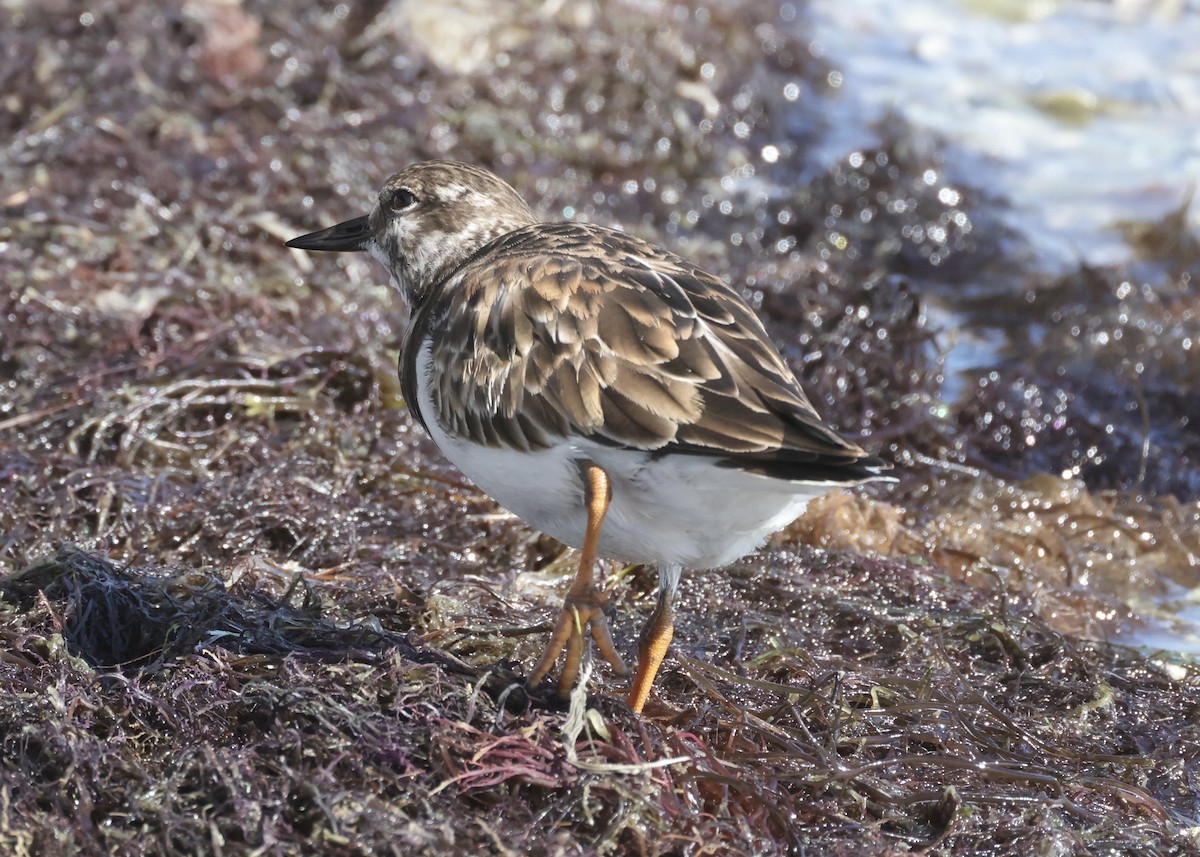 Ruddy Turnstone - ML645990465