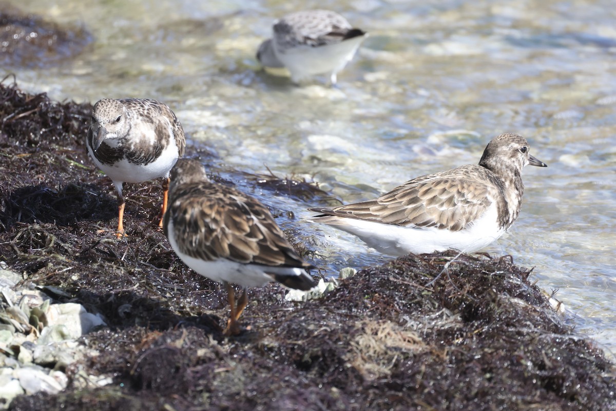 Ruddy Turnstone - ML645990466
