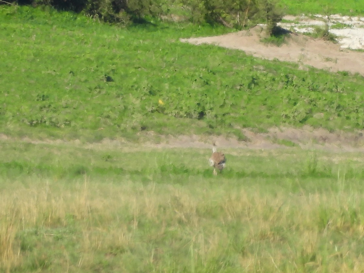 Kori Bustard - ML645990467