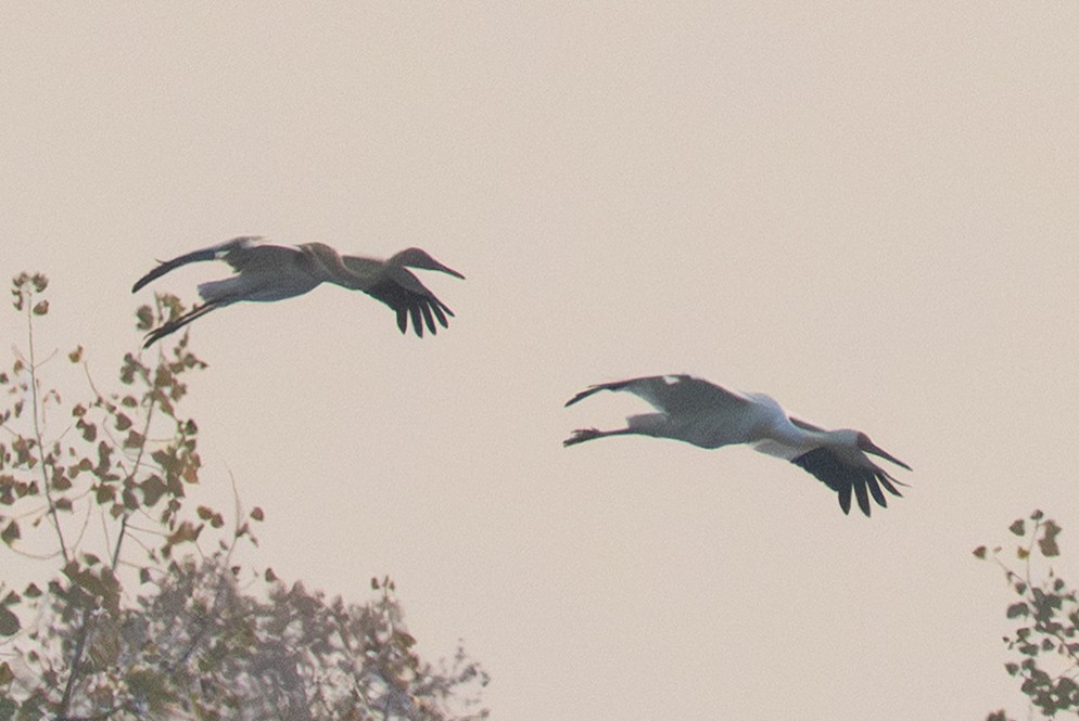 ソデグロヅル - ML645990479