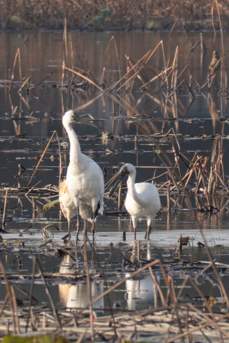 ソデグロヅル - ML645990480