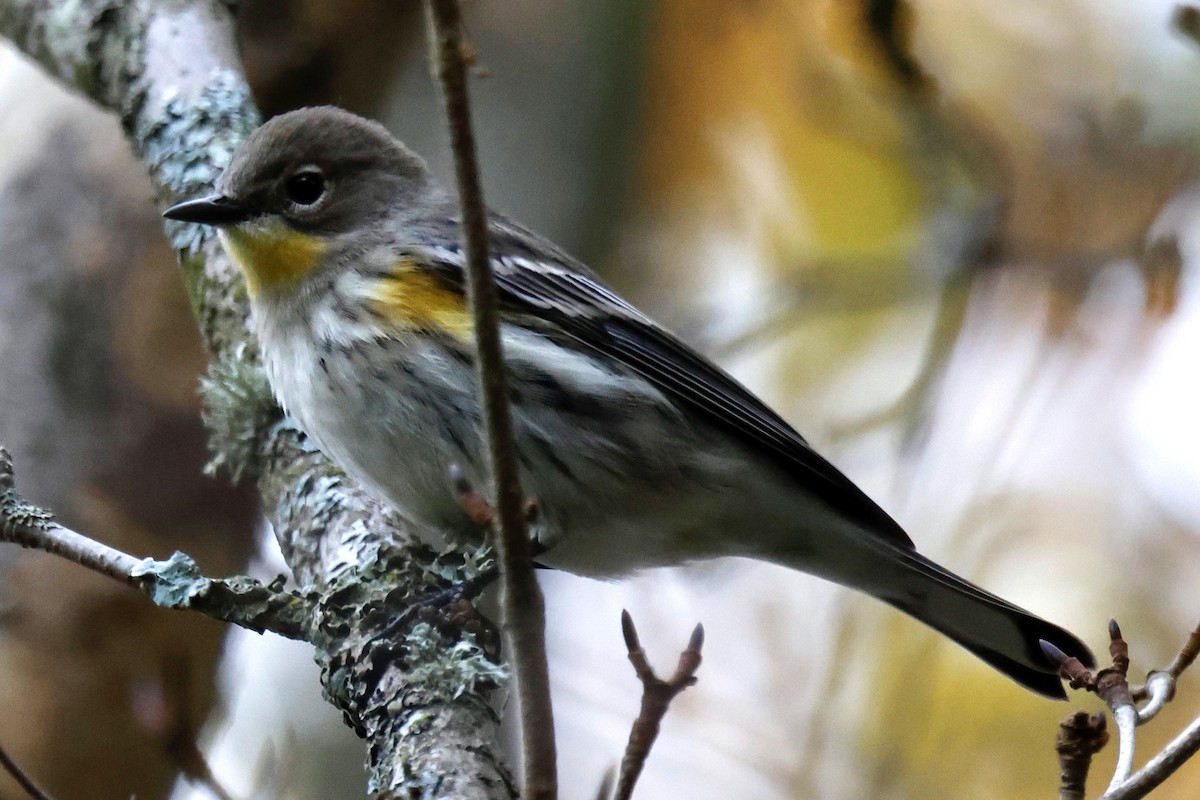 Yellow-rumped Warbler (Myrtle x Audubon's) - ML645990484
