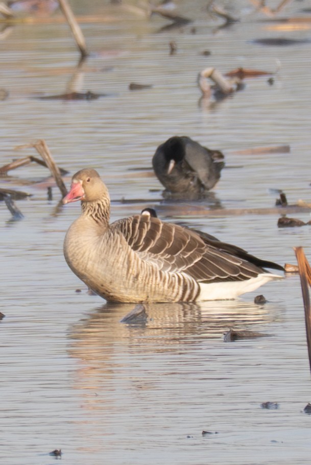 Oca selvatica - ML645990487