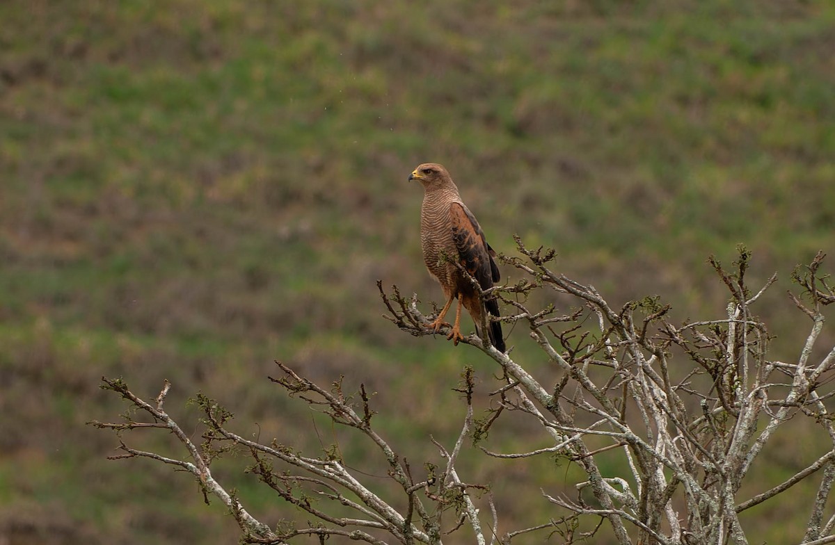 kanelvåk - ML645990499