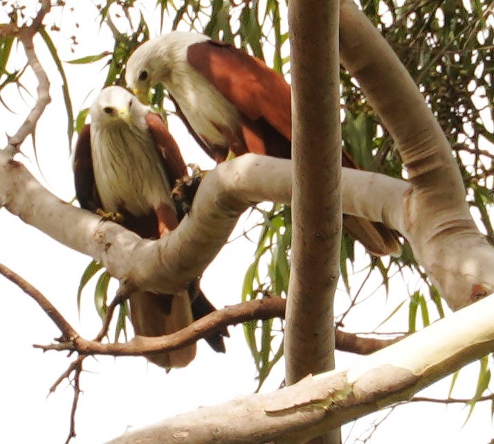 Brahminy Kite - ML645990503