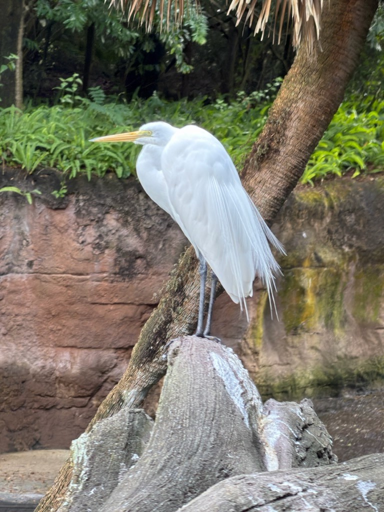 Great Egret - ML645990505