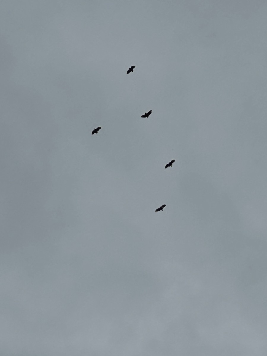 Black Vulture - ML645990507