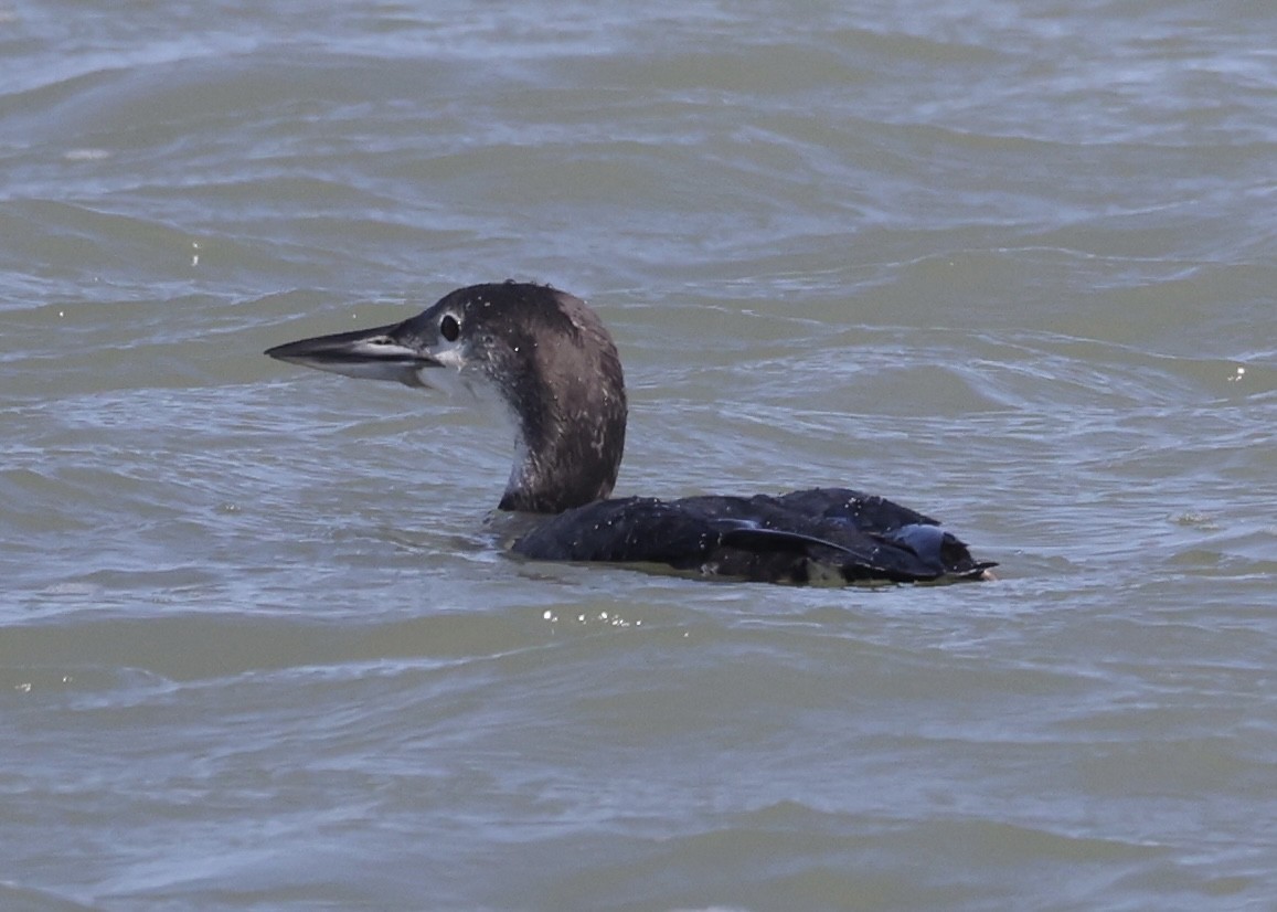 Common Loon - ML645990510