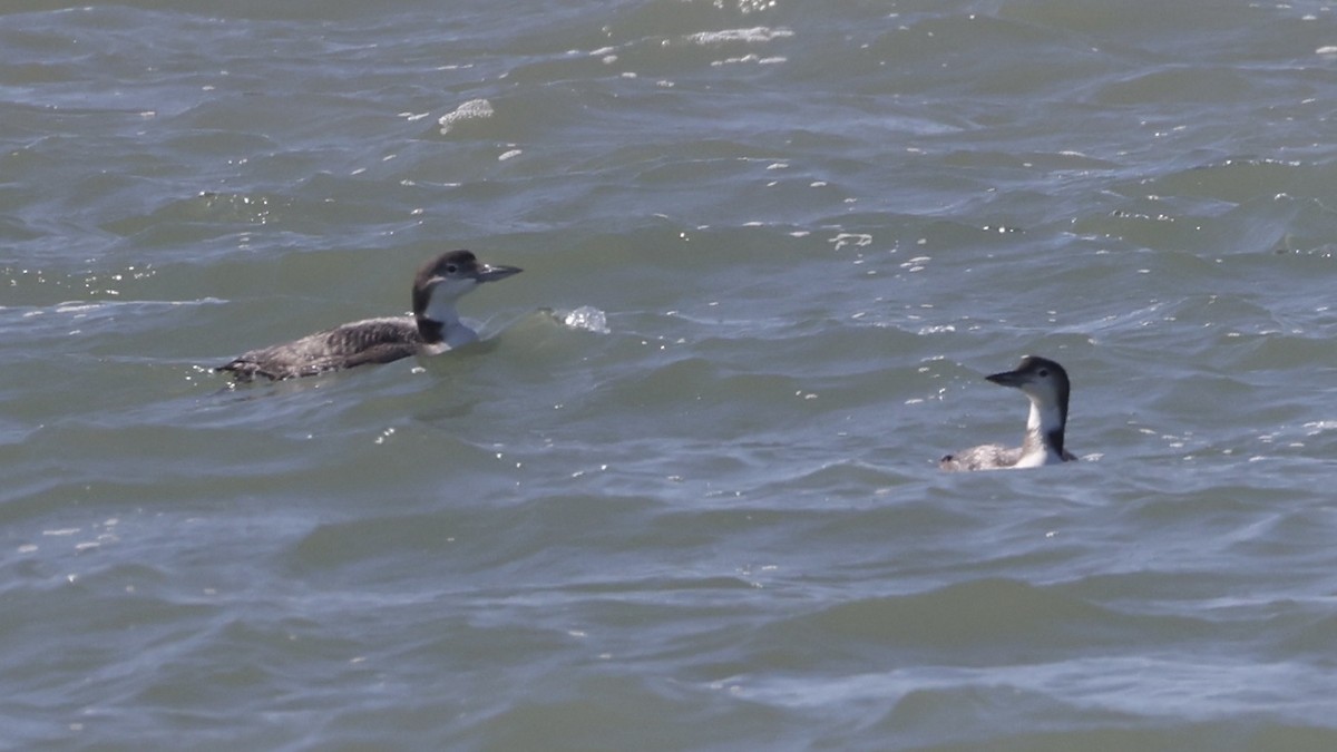 Common Loon - ML645990511