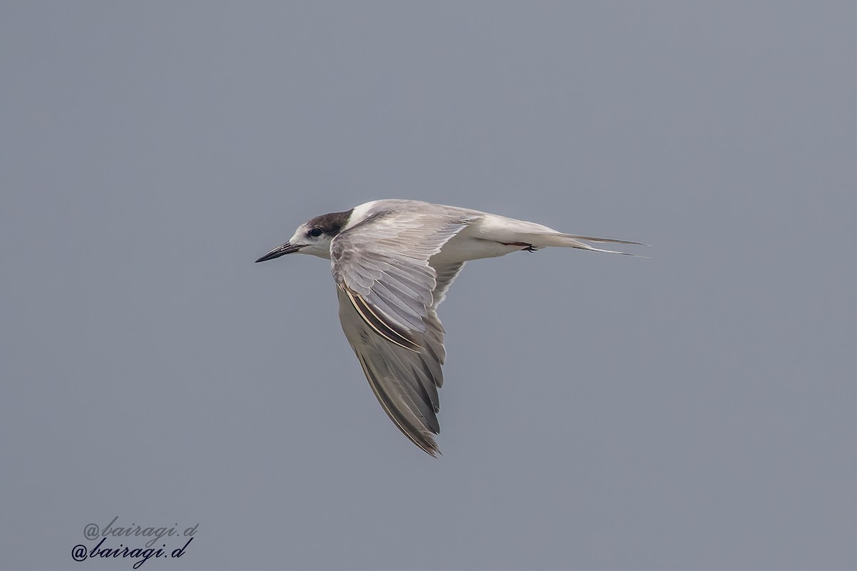 Common Tern - ML645990513