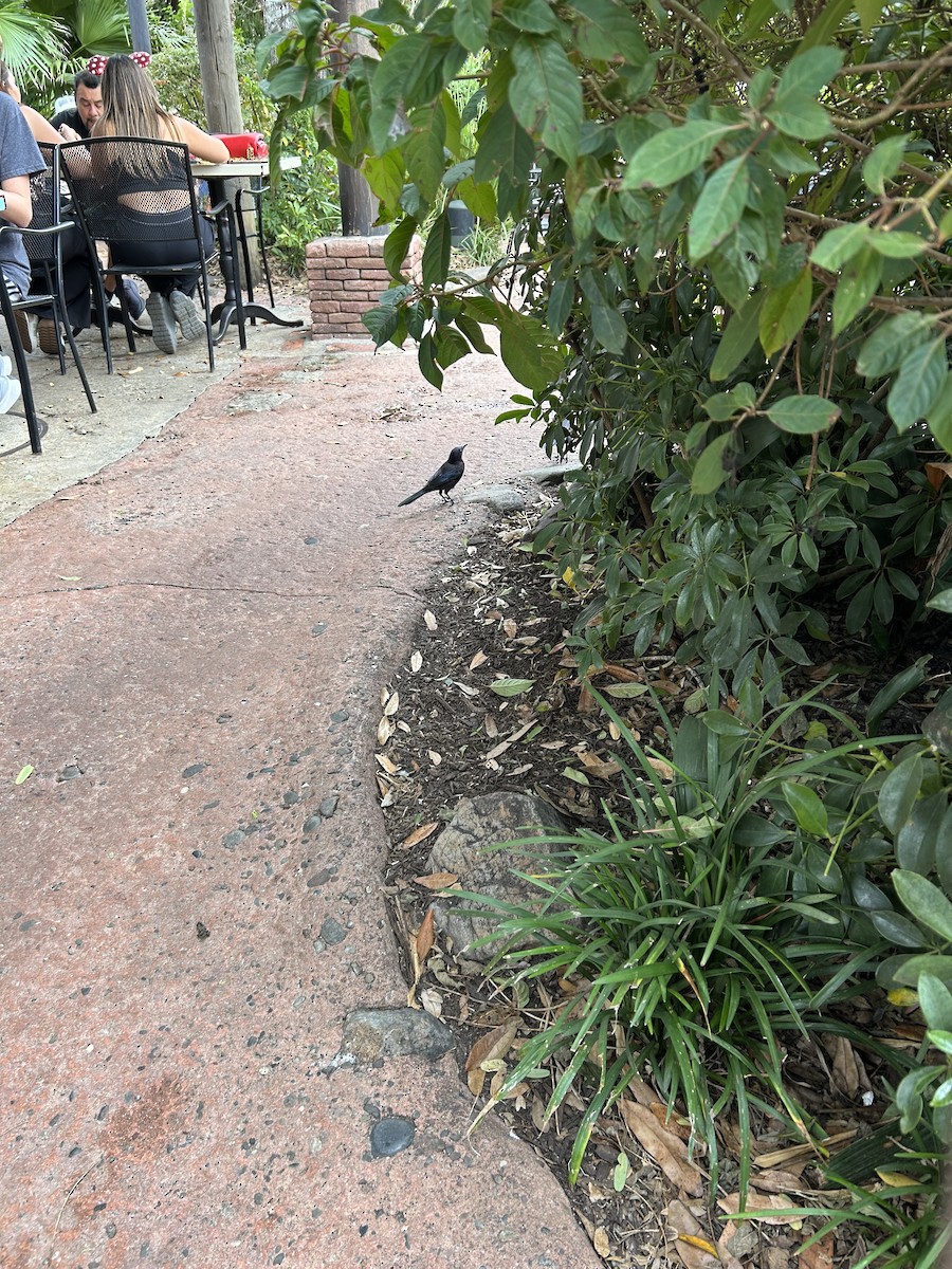 Common Grackle - ML645990515