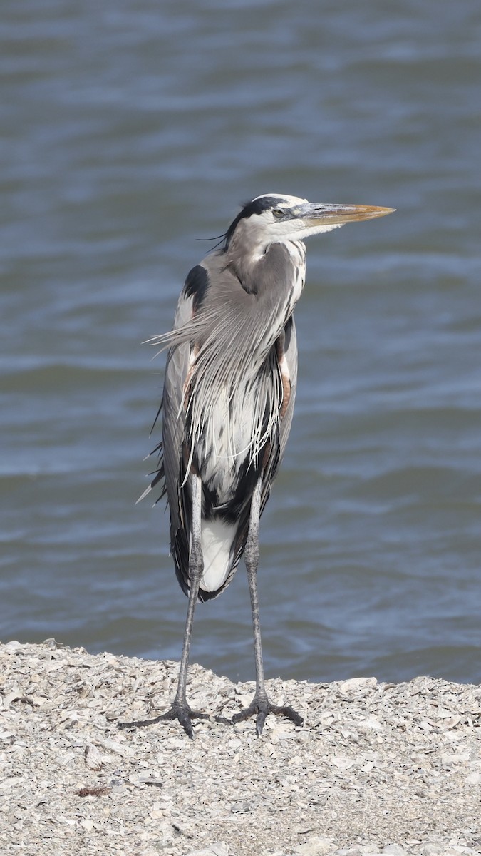 Great Blue Heron - ML645990520