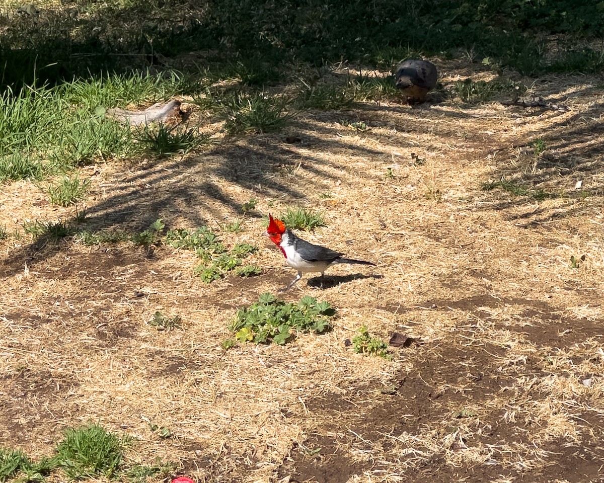 Red-crested Cardinal - ML645990528