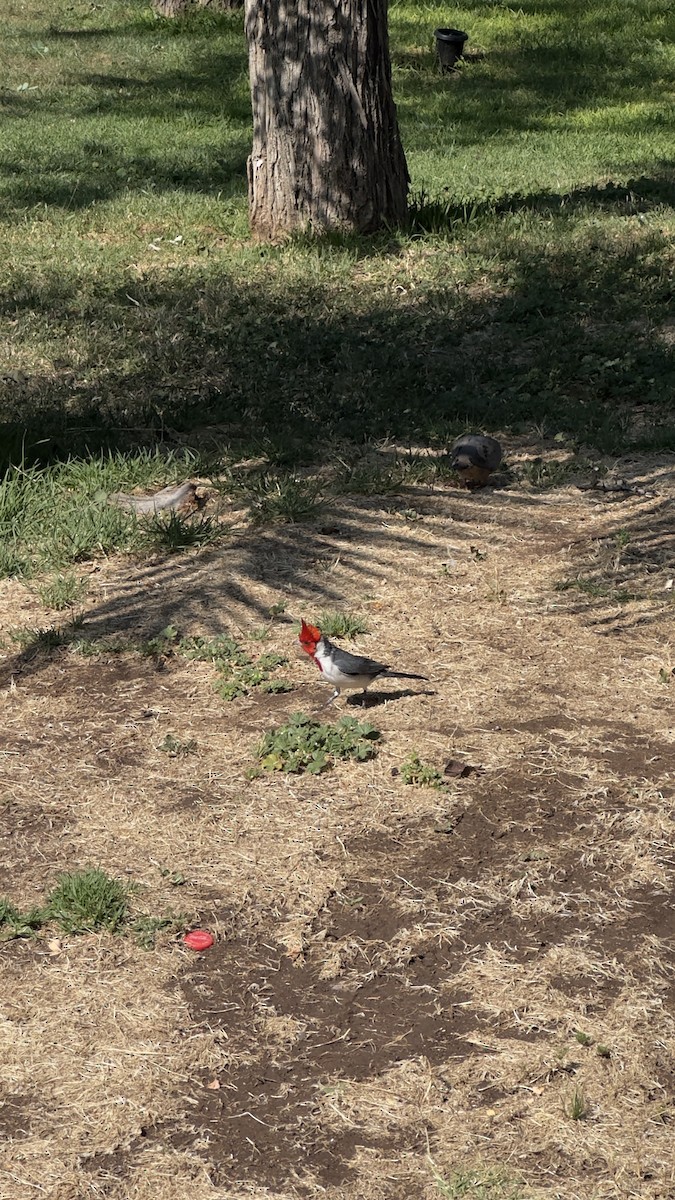 Red-crested Cardinal - ML645990529