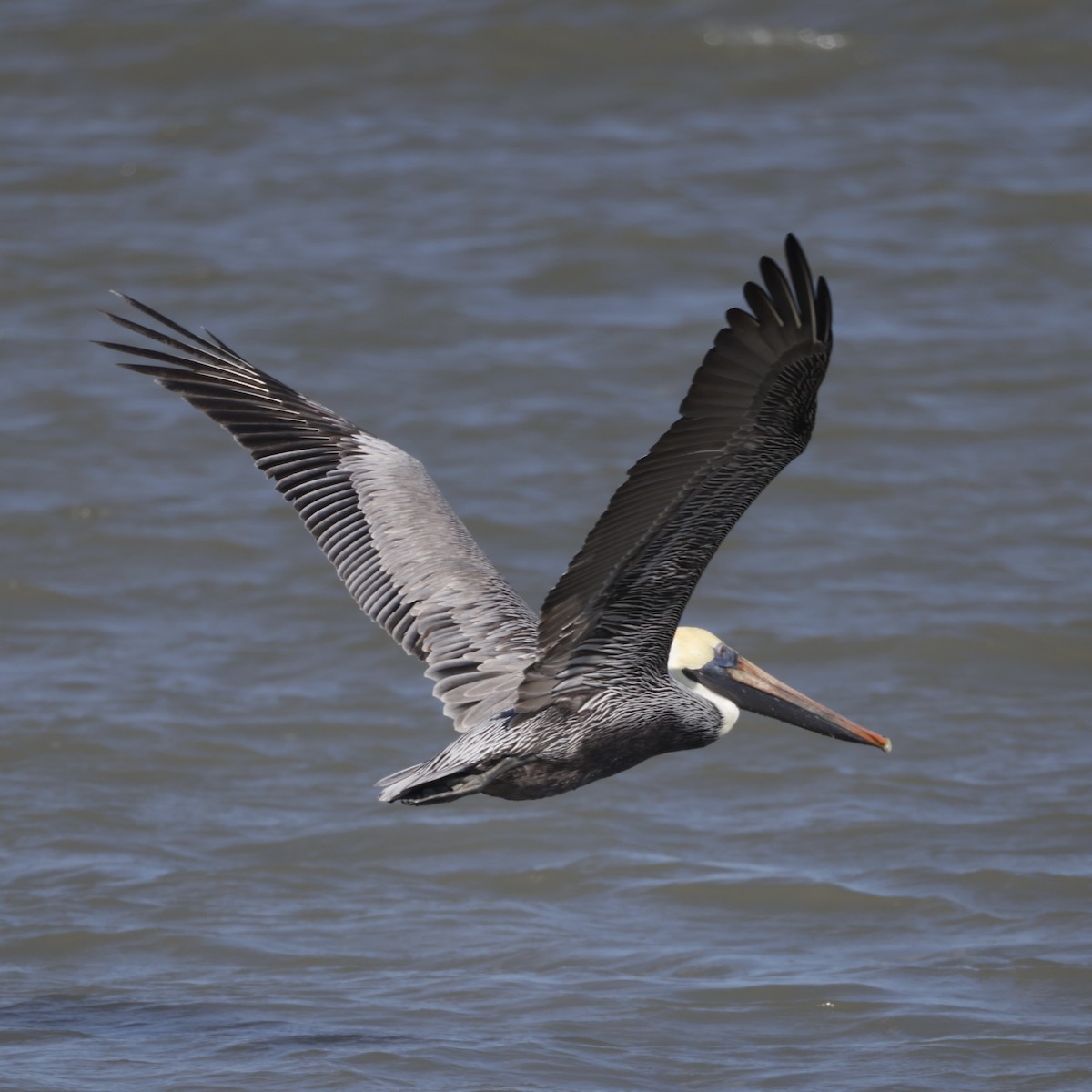 Brown Pelican - ML645990530