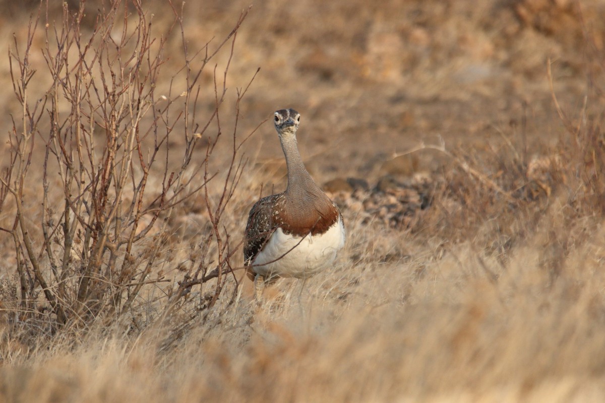 somalitrappe - ML645990533