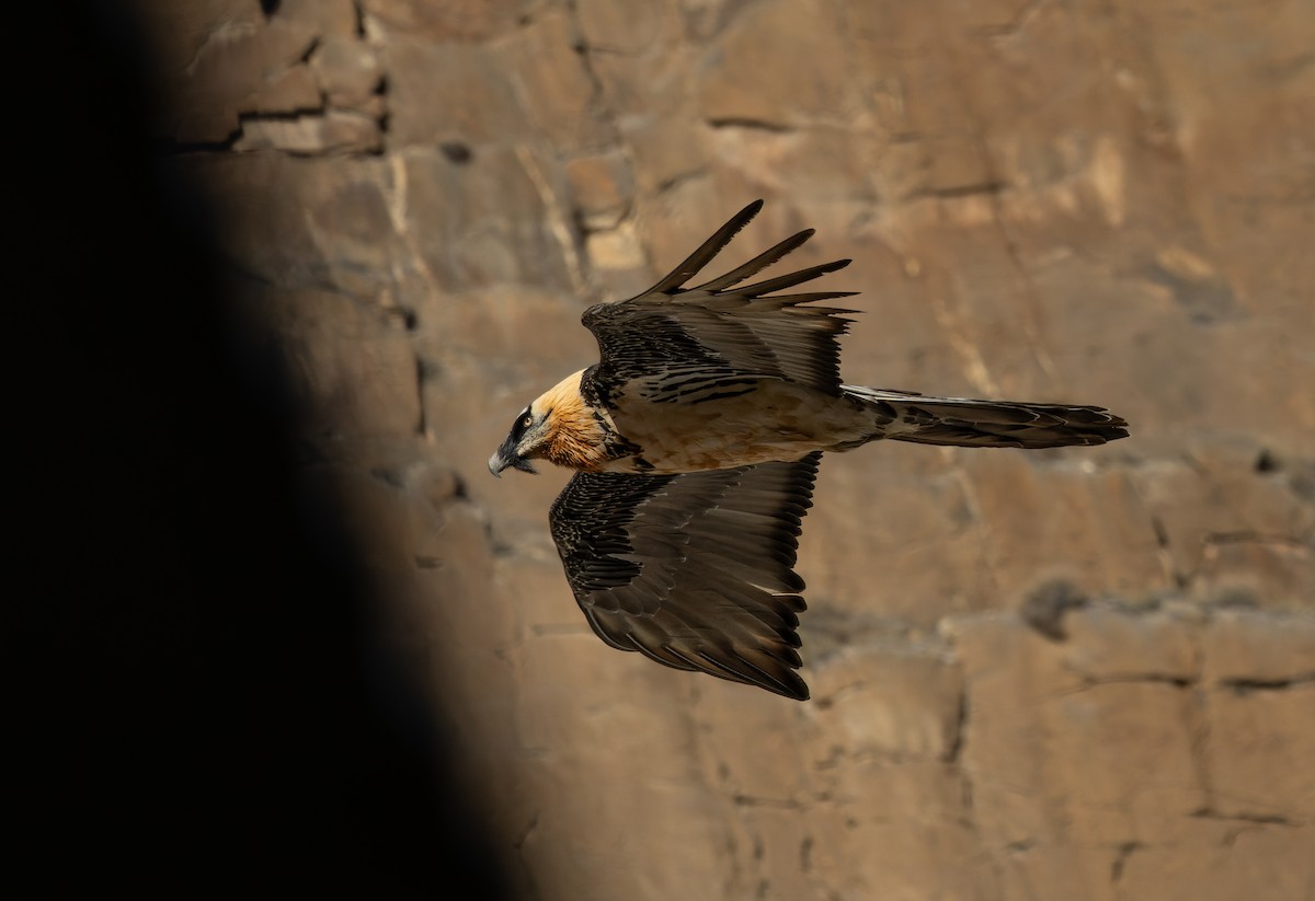 orlosup bradatý - ML645990537