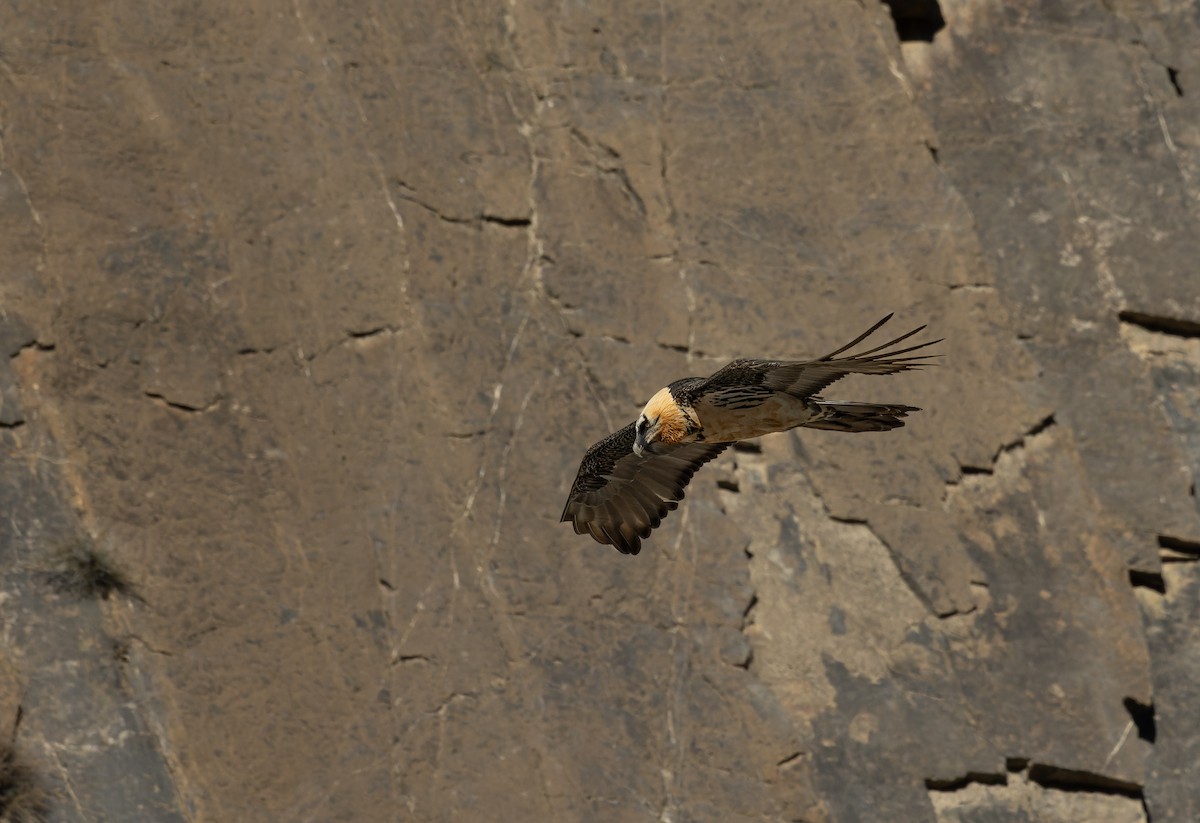 orlosup bradatý - ML645990538