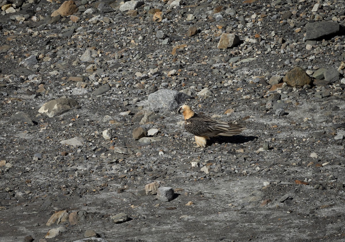 orlosup bradatý - ML645990539