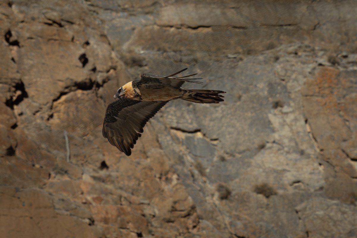 orlosup bradatý - ML645990540