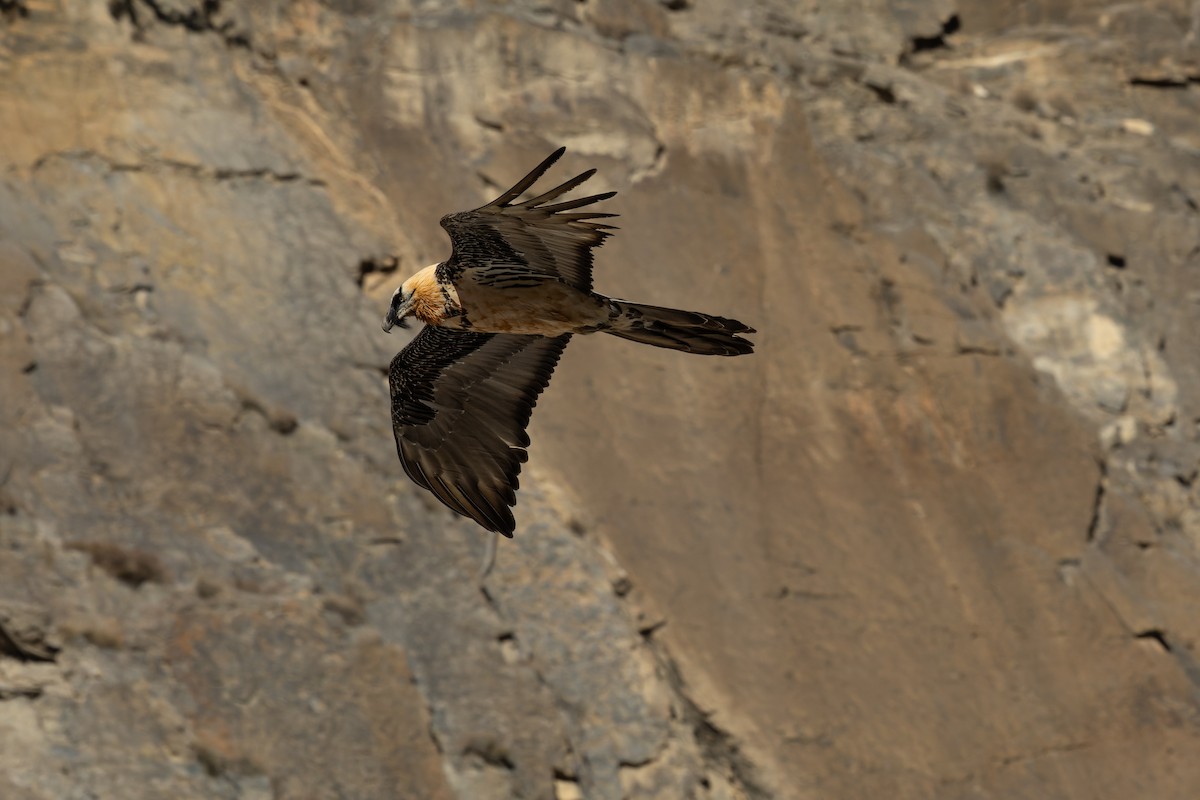 orlosup bradatý - ML645990541