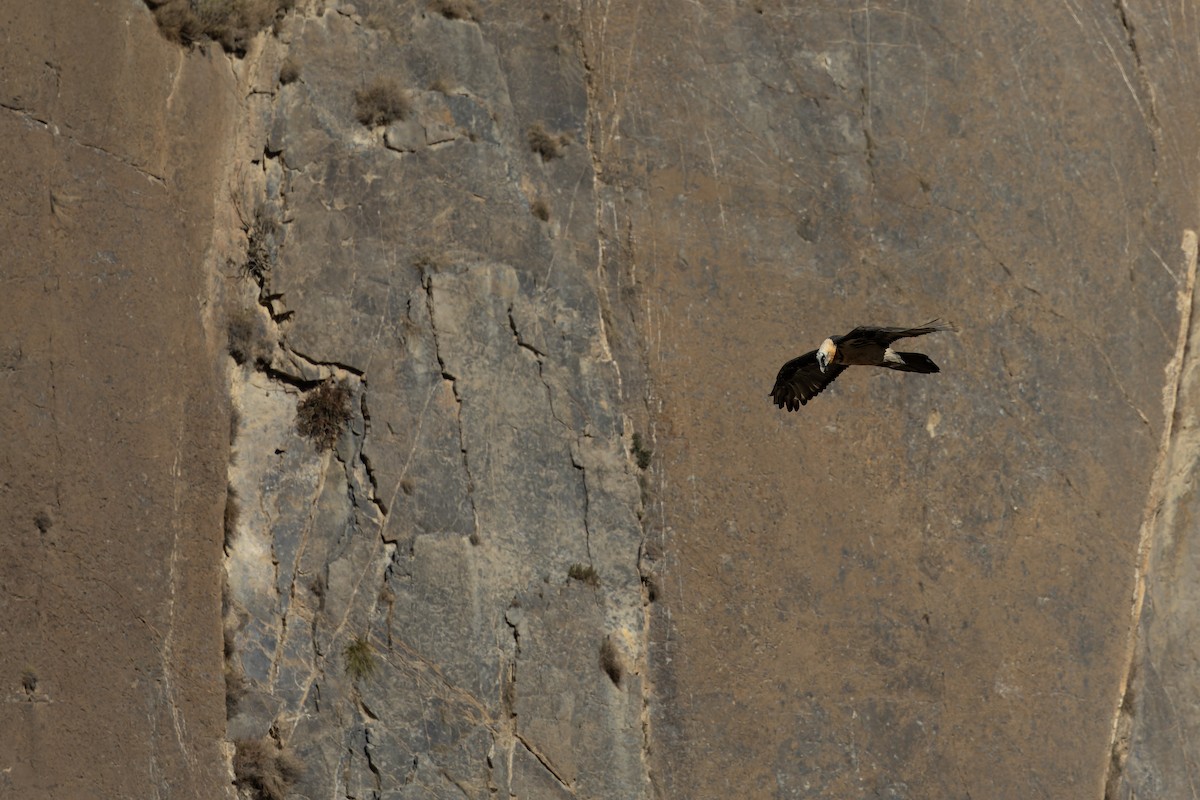 orlosup bradatý - ML645990543