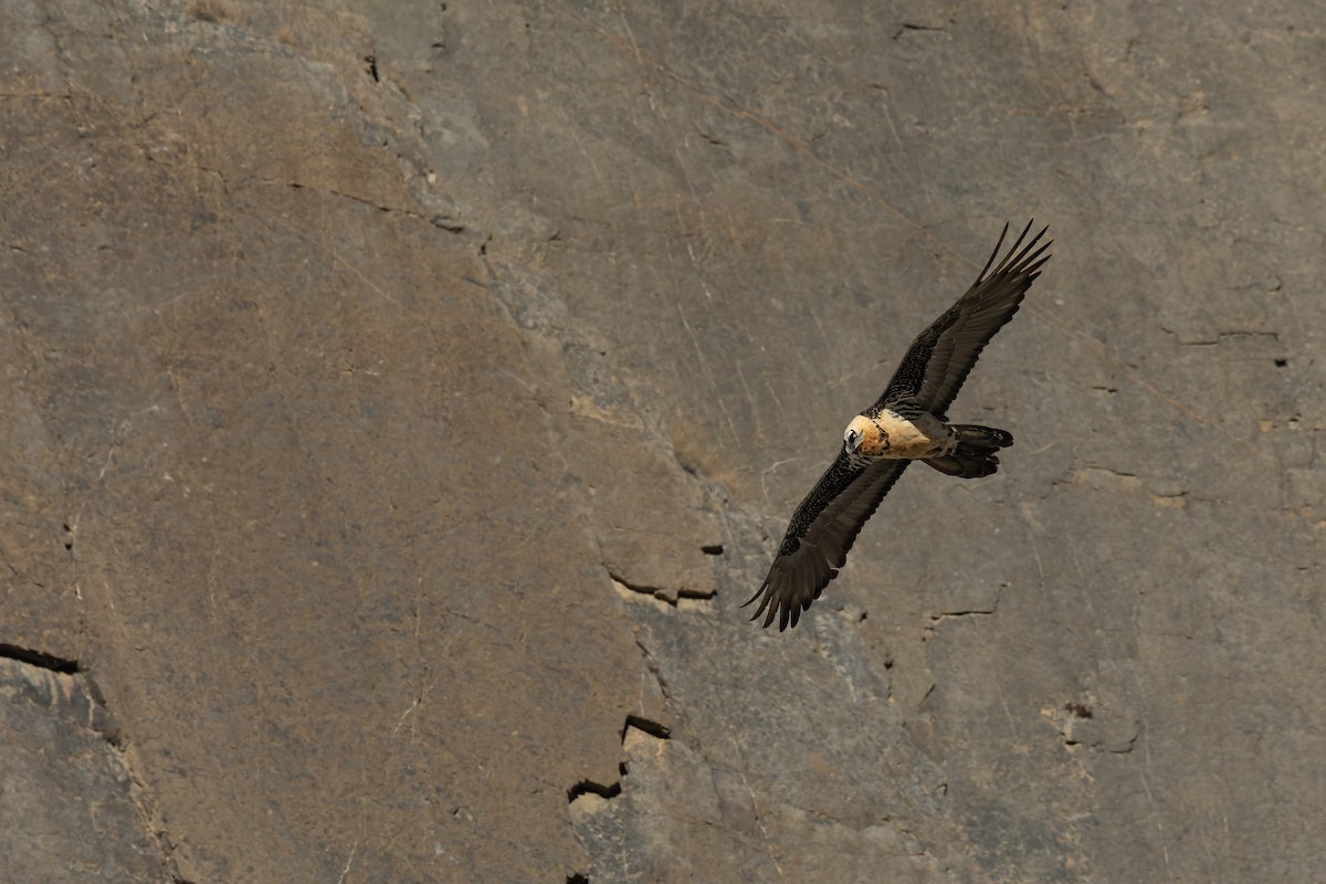 orlosup bradatý - ML645990544