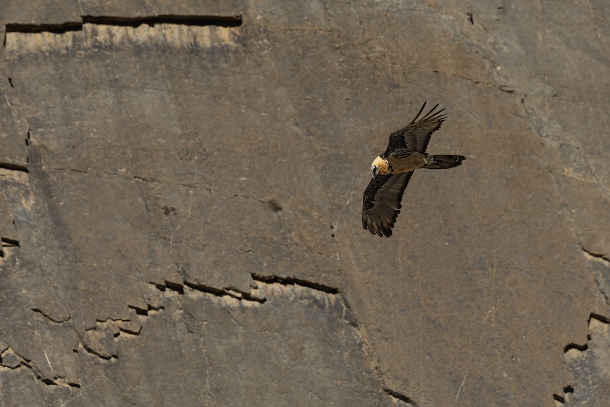 orlosup bradatý - ML645990545