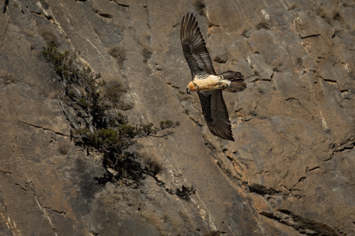 orlosup bradatý - ML645990546