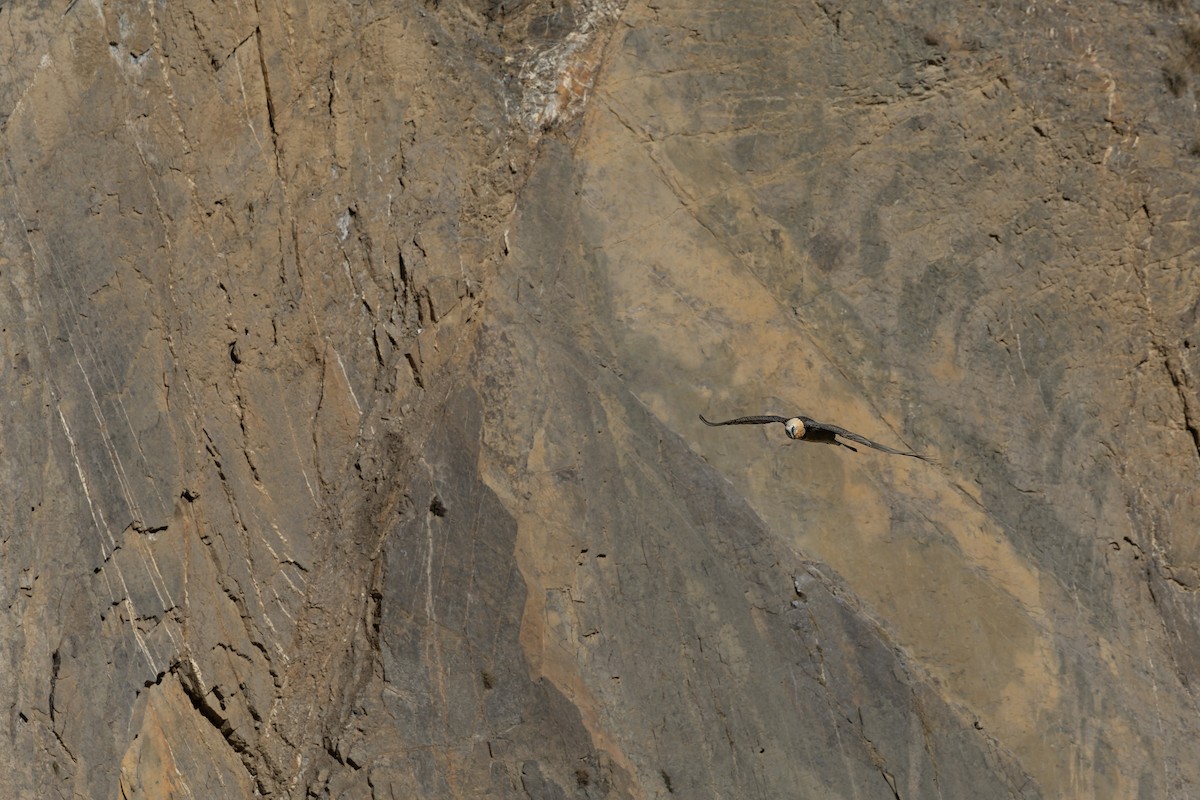 orlosup bradatý - ML645990547